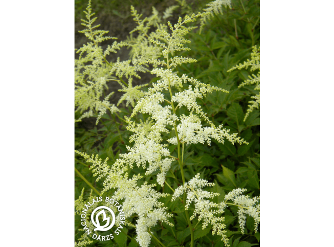 Astilbe × arendsii   'Brautschleier'
